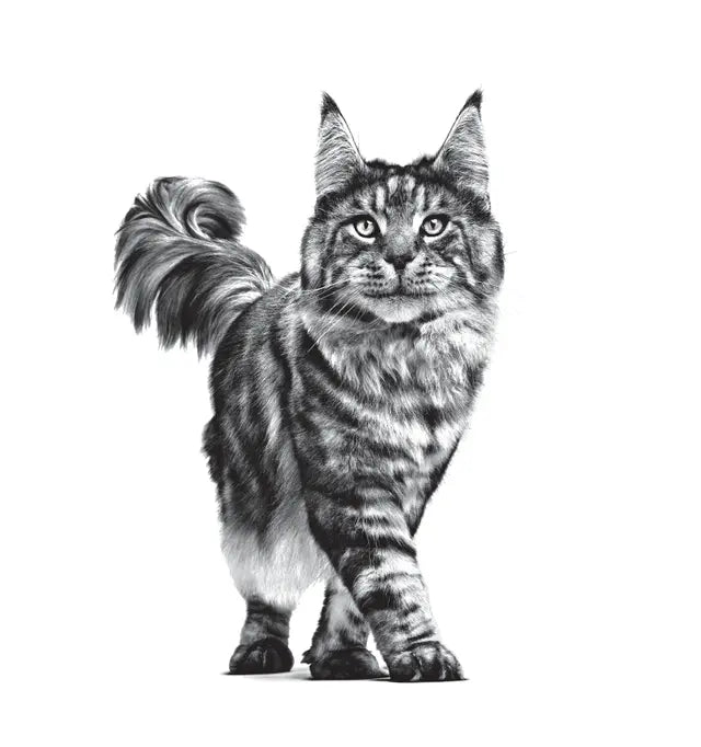 Alimento Royal Canin Weight Control Para Gato