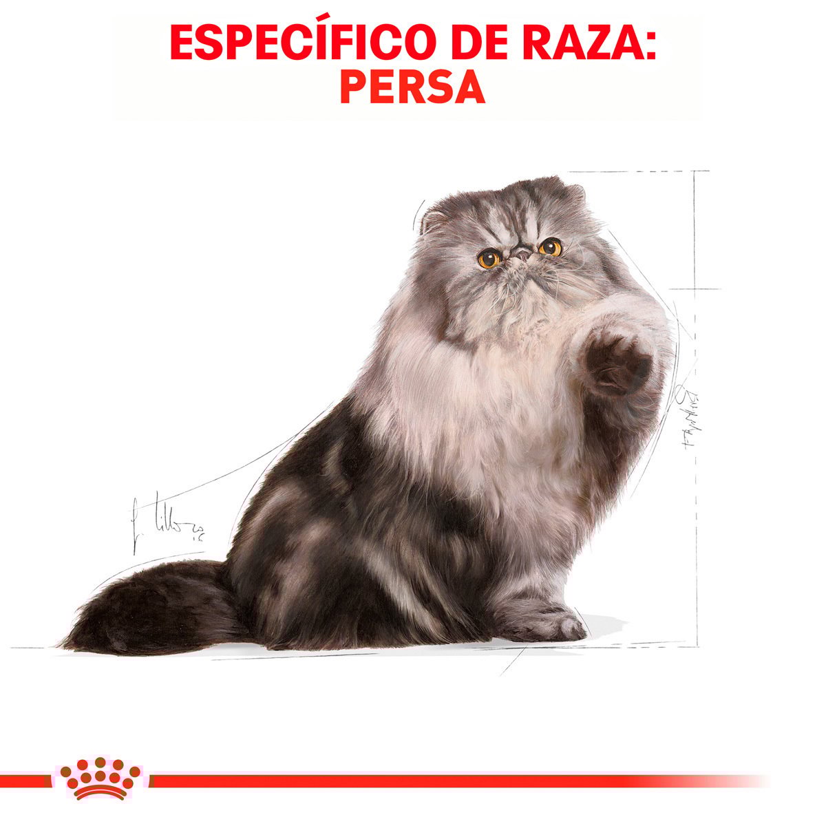 Alimento Royal Canin Persa Adulto 3.18kg