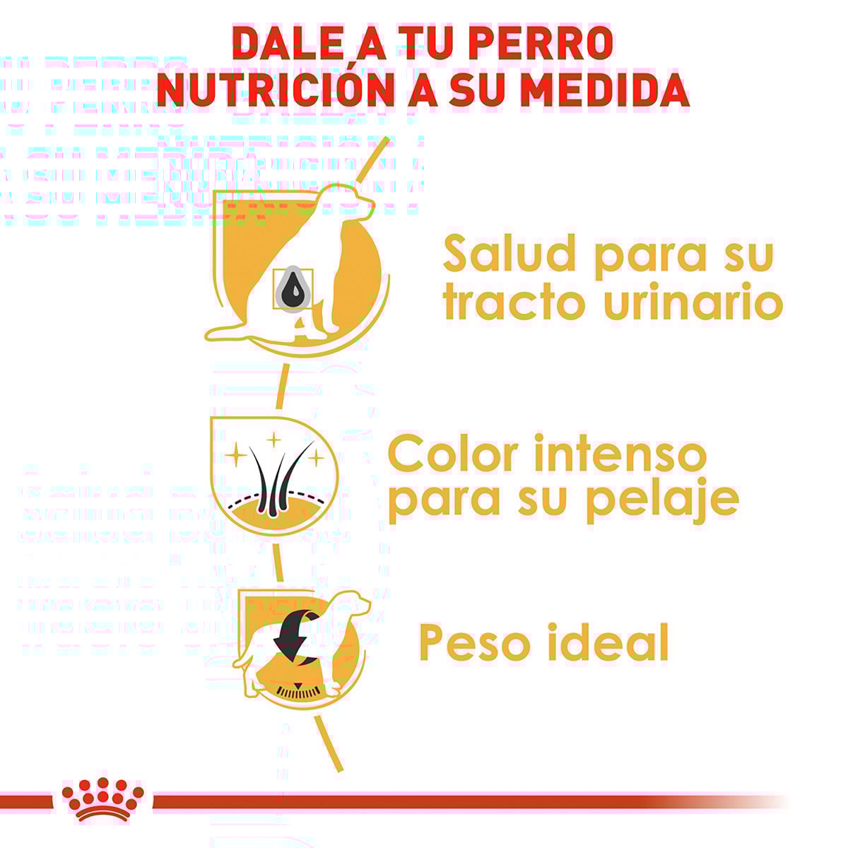 Alimento Royal Canin BHN Miniature Schnauzer Adulto 4.54kg