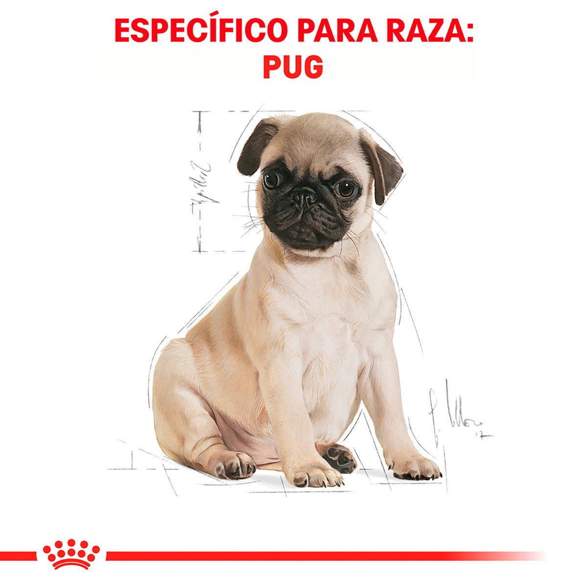 Alimento Royal Canin BHN Pug Puppy 1.13kg