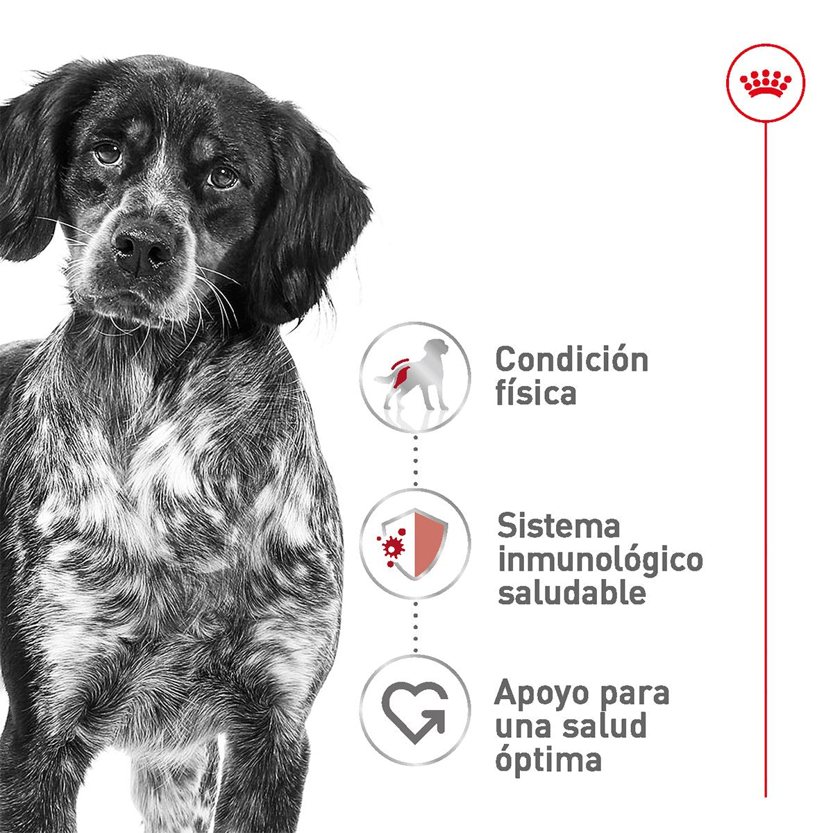 Alimento Royal Canin Adulto Mediano Para Perro (UNICAMENTE BAJO PEDIDO)