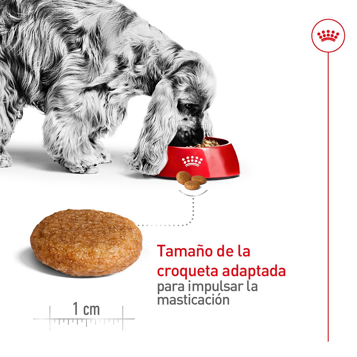Alimento Royal Canin Adulto Mediano Para Perro (UNICAMENTE BAJO PEDIDO)
