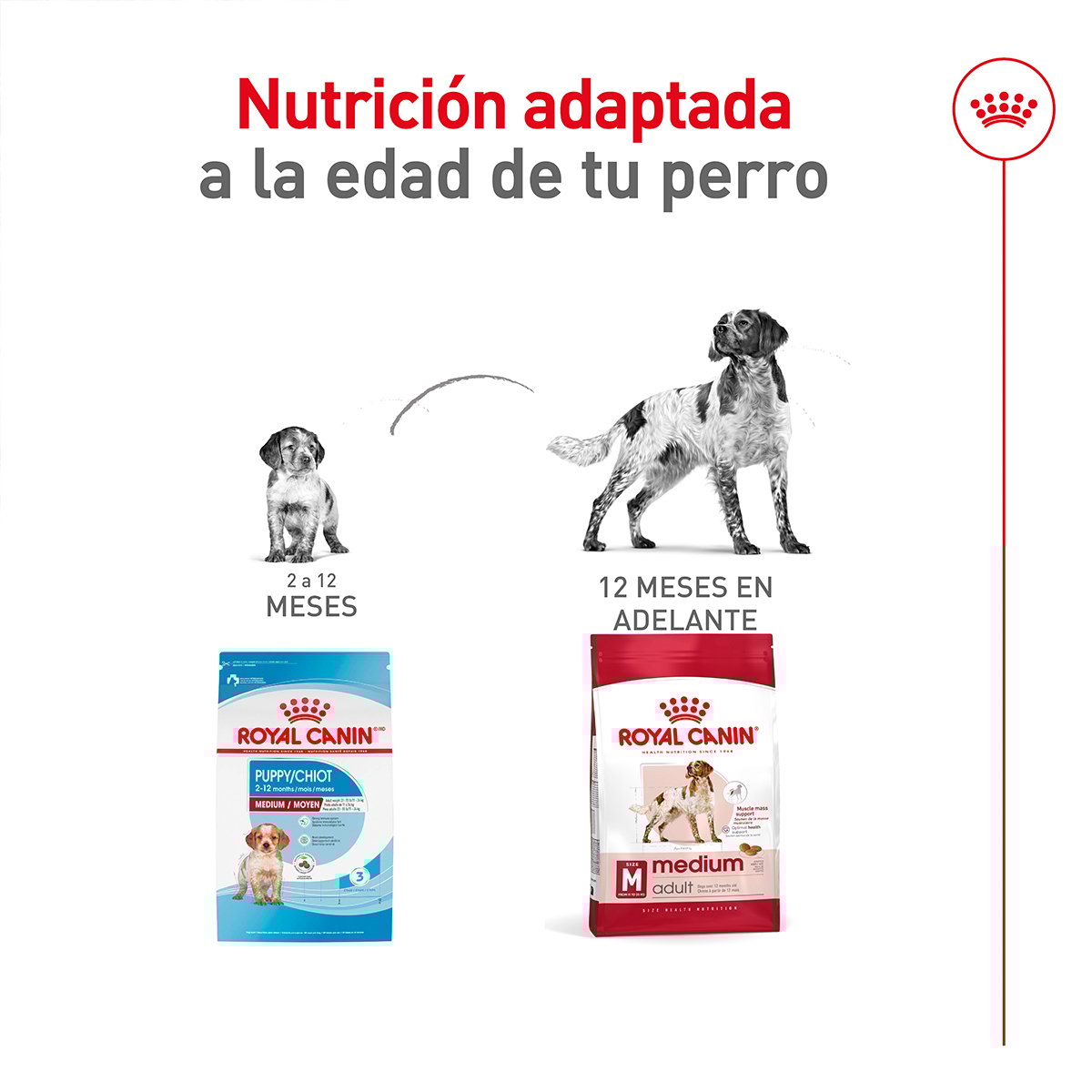 Alimento Royal Canin Adulto Mediano Para Perro (UNICAMENTE BAJO PEDIDO)