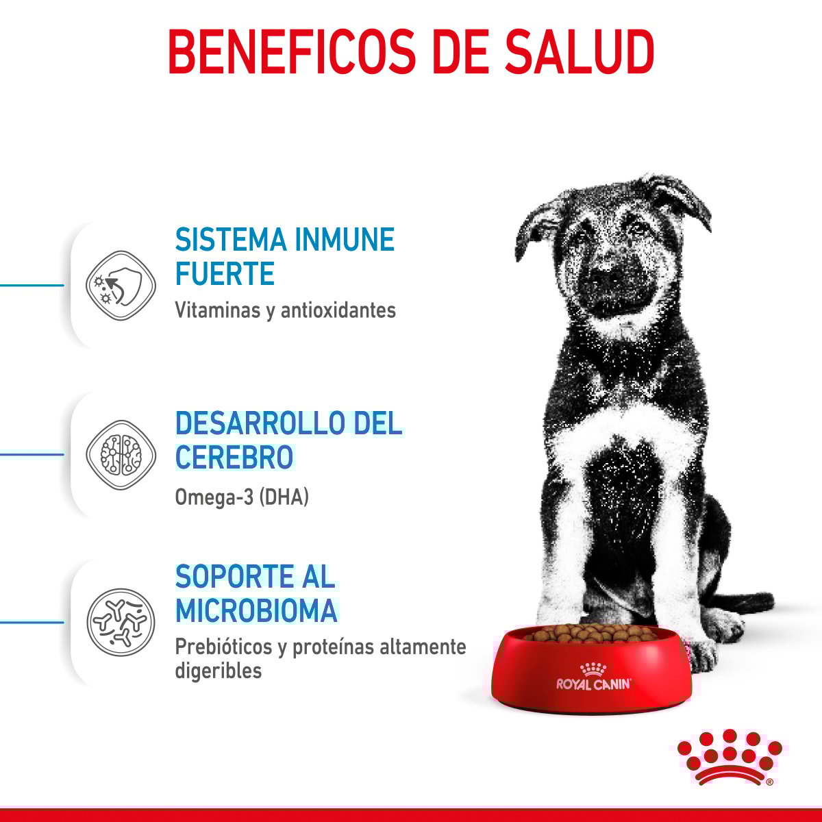 Alimento Royal Canin Para Perro Cachorro Raza Grande