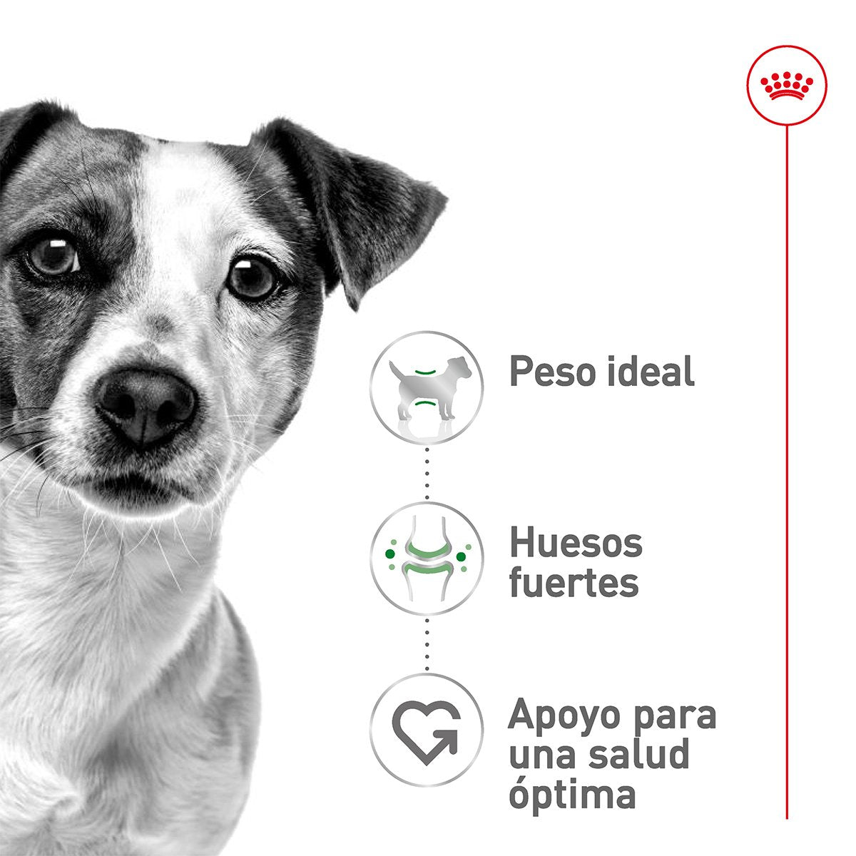 Alimento Royal Canin Adulto Razas Pequeñas