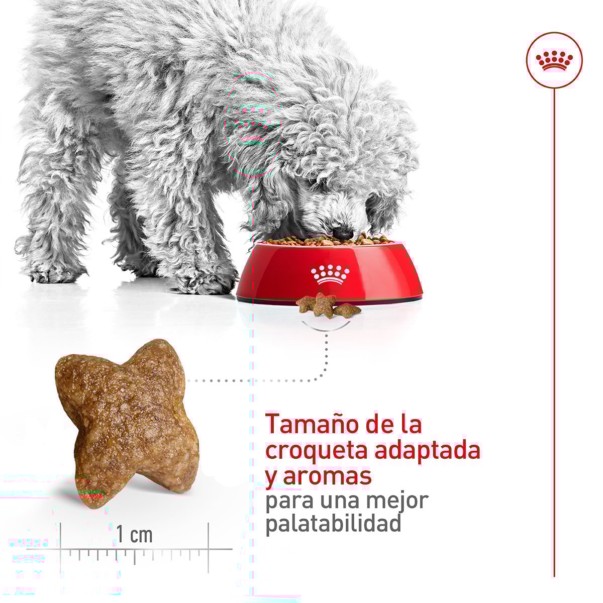 Alimento Royal Canin Adulto Razas Pequeñas