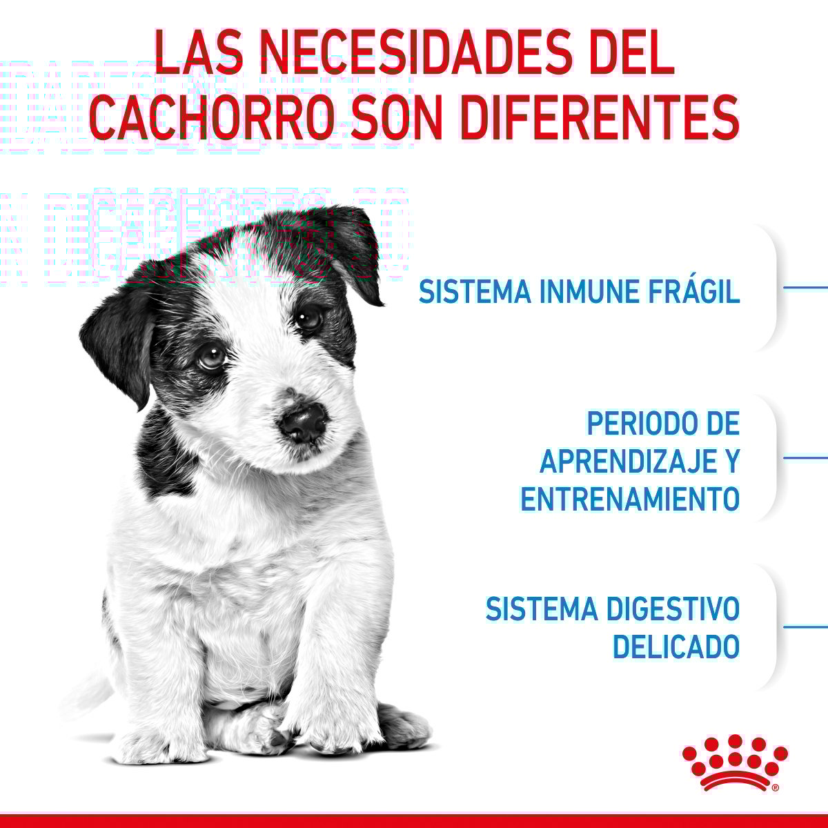 Alimento Royal Canin Para Perro Cachorro Raza Pequeña