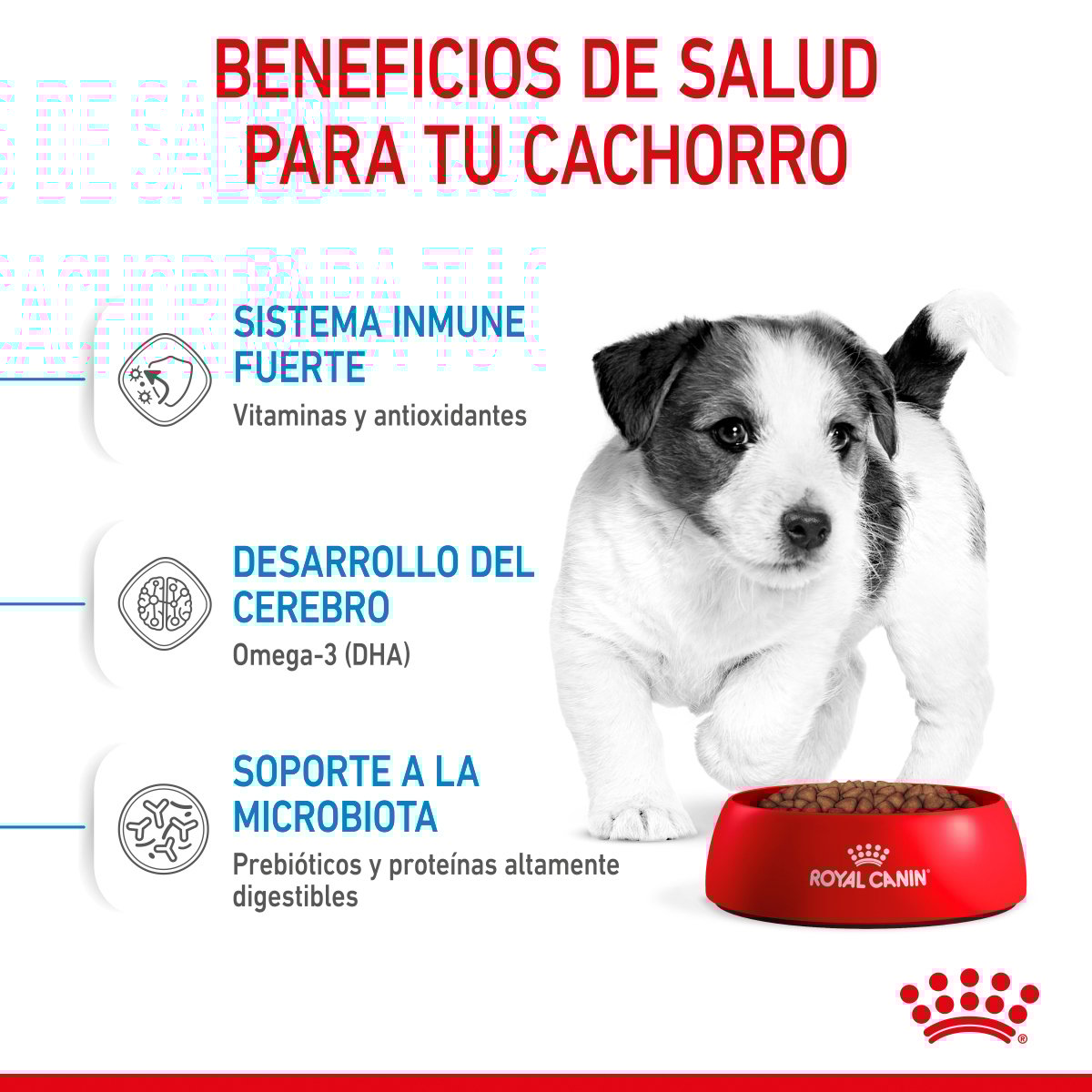 Alimento Royal Canin Para Perro Cachorro Raza Pequeña