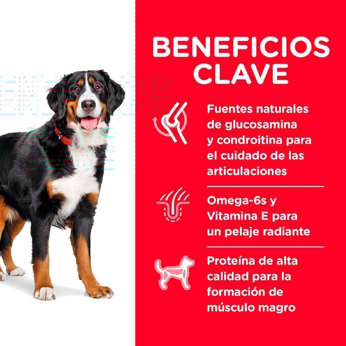 Alimento Hill's Science Diet Adult Large Breed (ÚNICAMENTE BAJO PEDIDO)