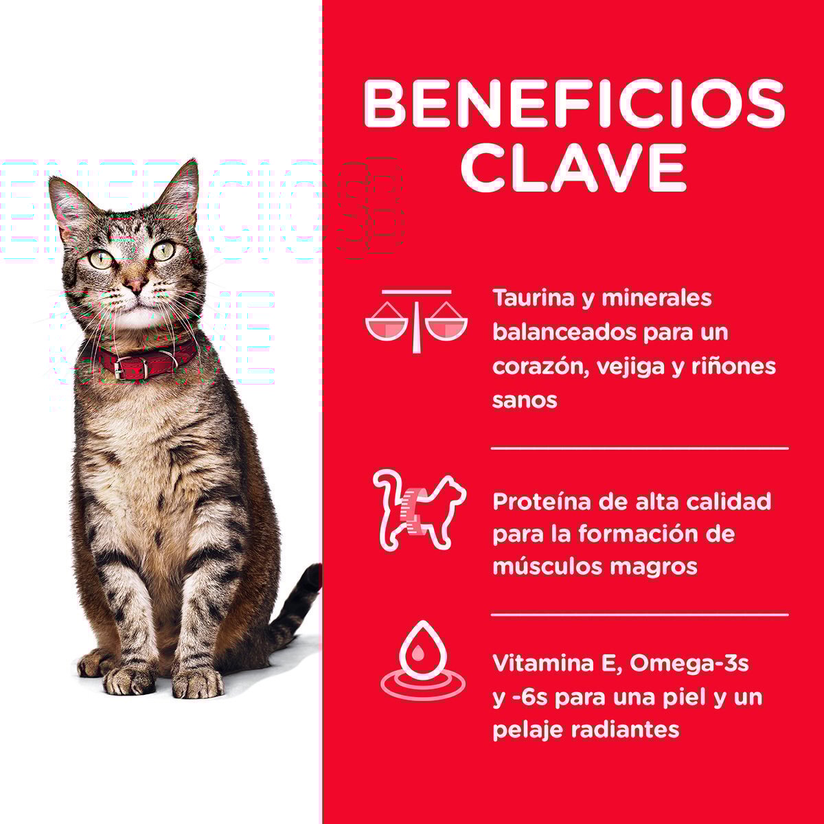 Alimento Hill's Science Diet Original Adulto Para Gato