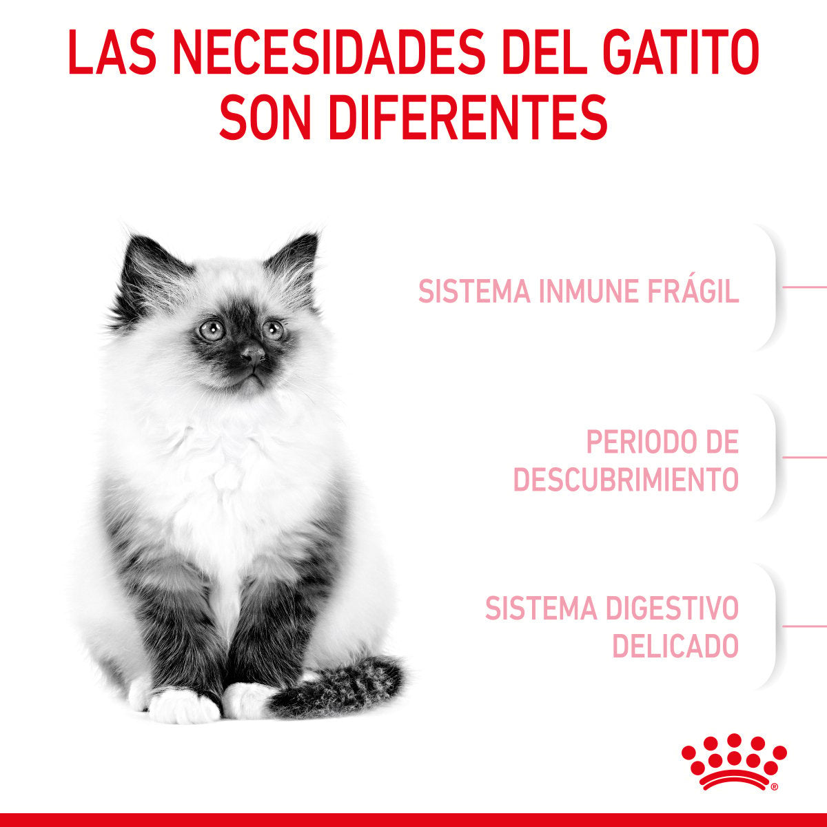 Alimento Royal Canin Kitten Chaton