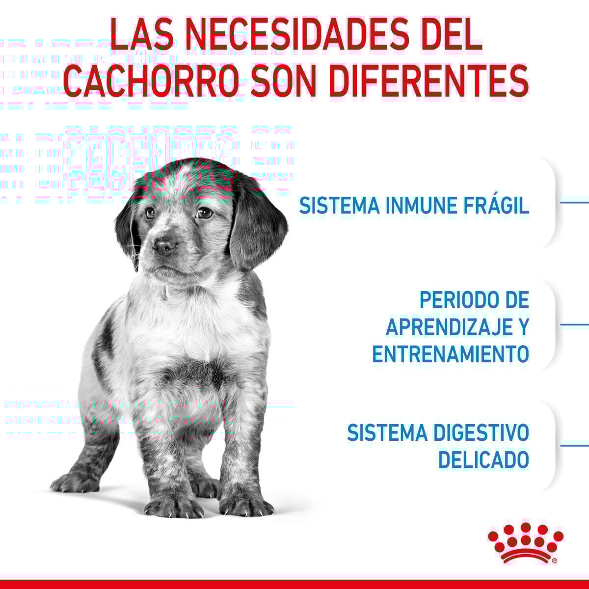 Alimento Royal Canin Para Perro Cachorro Raza Mediana
