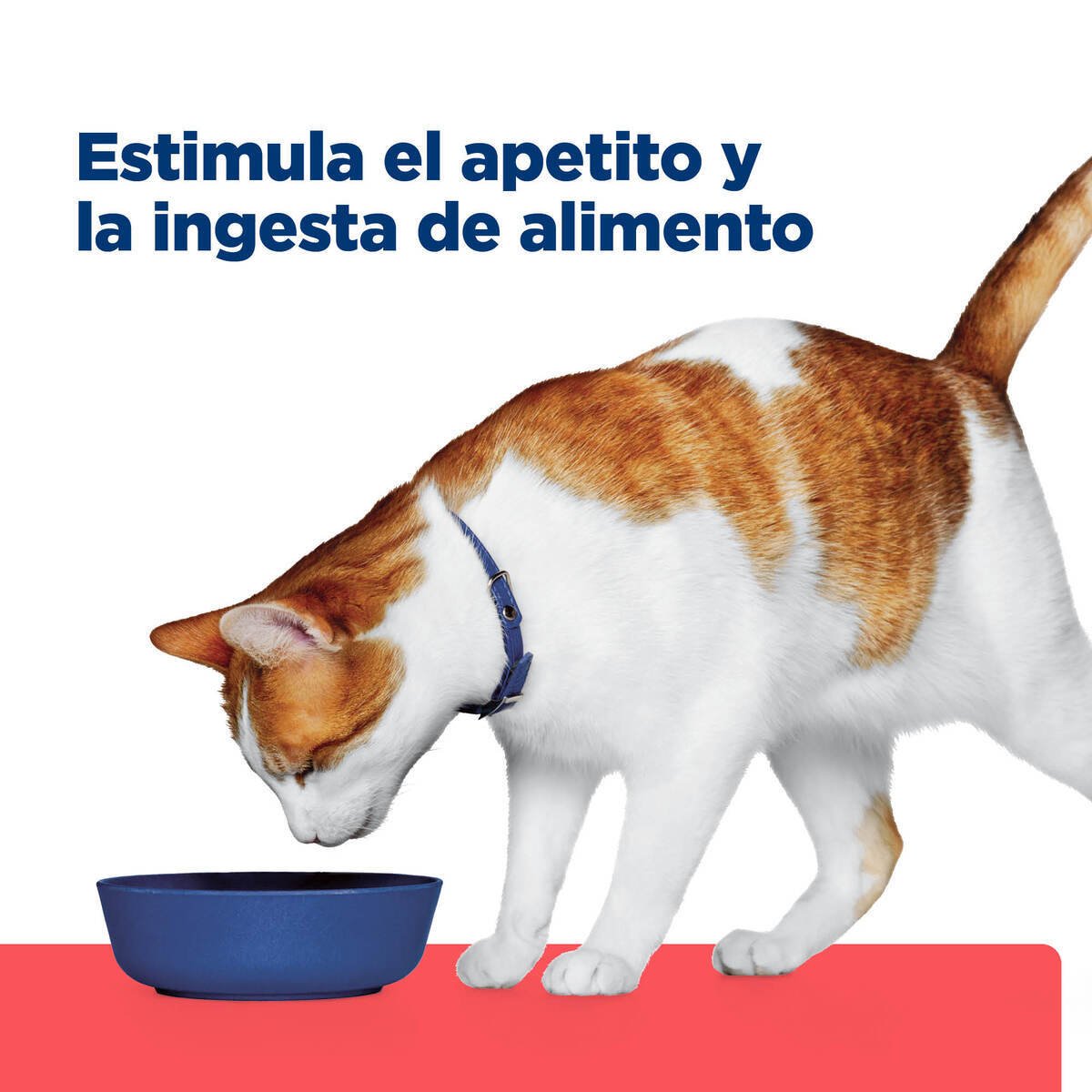Alimento Hill's Prescription Diet Onc Care Para Gato Lata 82g (ÚNICAMENTE BAJO PEDIDO)