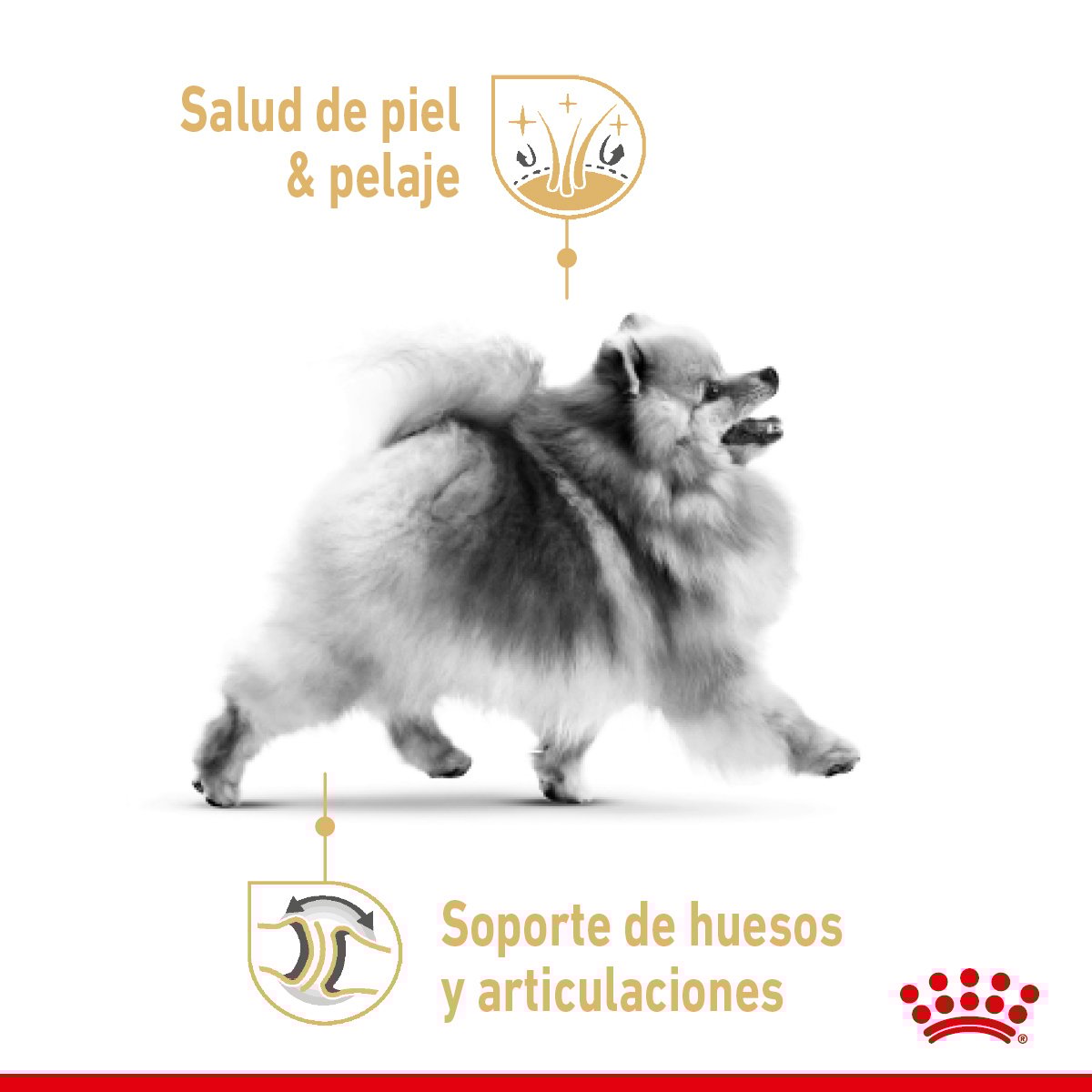 Royal Canin Alimento Seco para Perro Adulto Raza Pomerania (UNICAMENTE BAJO PEDIDO)