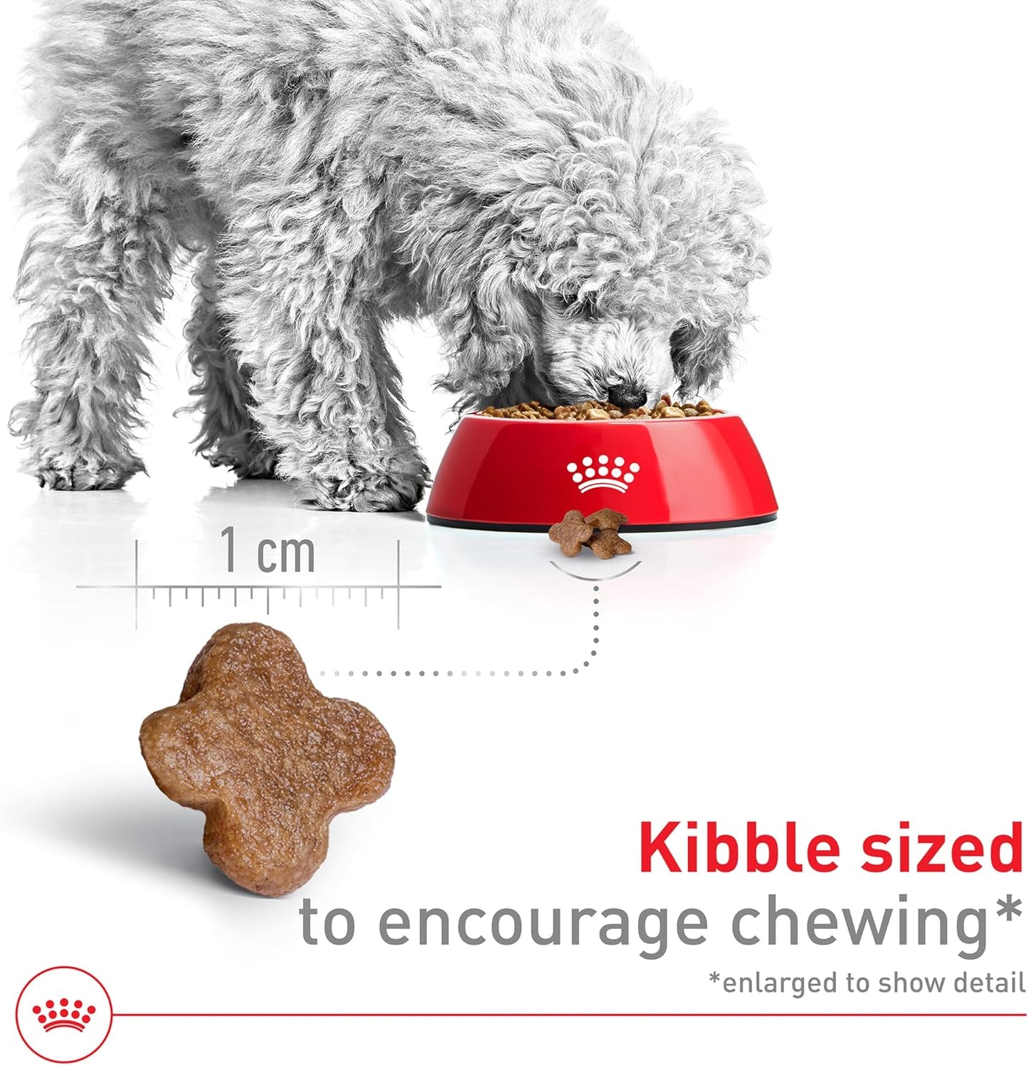 Royal Canin Croquetas para Perros Pequeños, Mini Mature +8, 1.1 kg